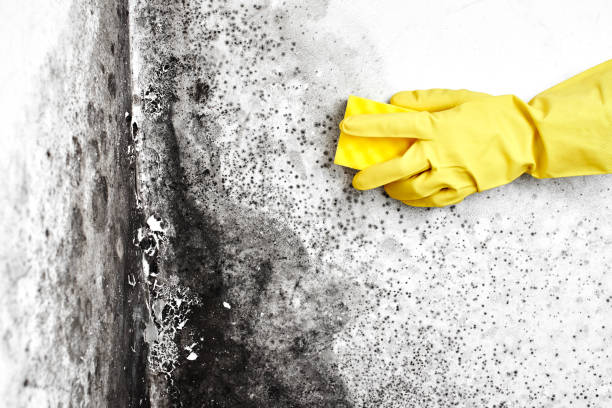 Best Residential Mold Removal  in Elysburg, PA