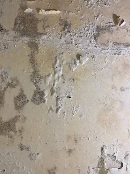 Best Toxic Mold Removal  in Elysburg, PA