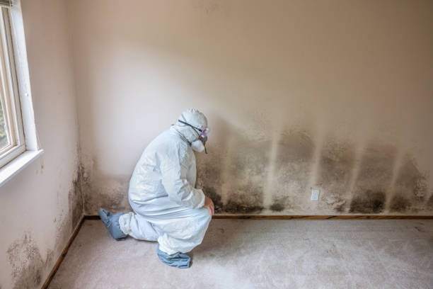 Best Certified Mold Removal  in Elysburg, PA